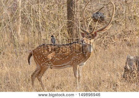 Magpie on the back of a Spotted Deer in Nagarhole National Park in India