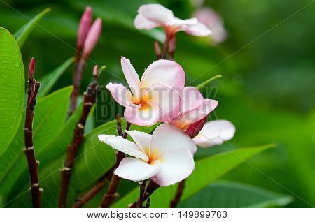 Plumeria Pink Mountain beautiful drops water fog drizzle rain wet.