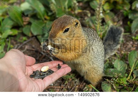 Arctic ground squirrel eats seeds from the human hands. Kamchatka.