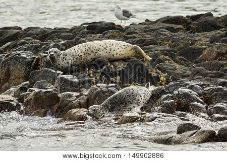 Pusa is a genus of earless seals. Island in the Pacific Ocean near Kamchatka Peninsula.