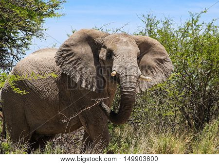 Elephant at The Etosha National Park Namibia