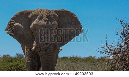 Solitary Bull Elephant in The Etosha National Park Namibia