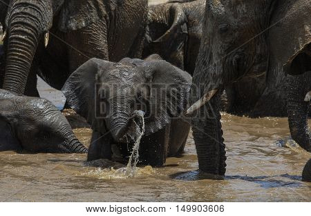 Elephant calf at a waterhole in The Etosha National Park Namibia