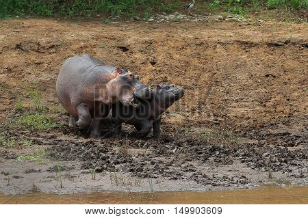 Hippo mother and calf in The Kruger National Park South Africa