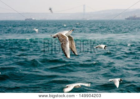 Seagulls on sea near the Istanbul .