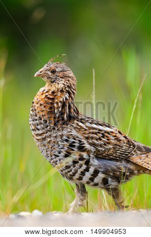 Ruffed Grouse (bonasa Umbellus)