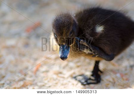 Cute black fluffy duckling standing on one leg.