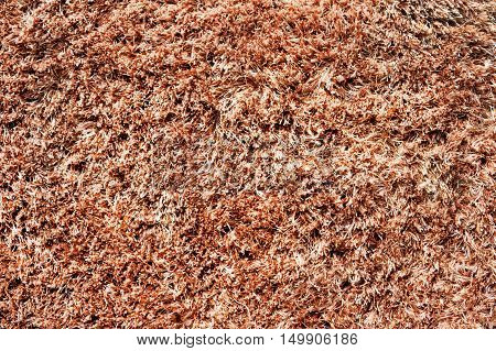 Brown carpet or rug texture. Close up.