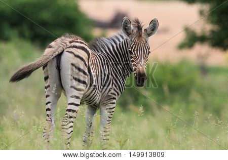 Young Zebra at The Kruger National Park South Africa