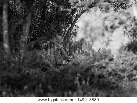 Lion resting in the shade at The Kruger National Park South Africa