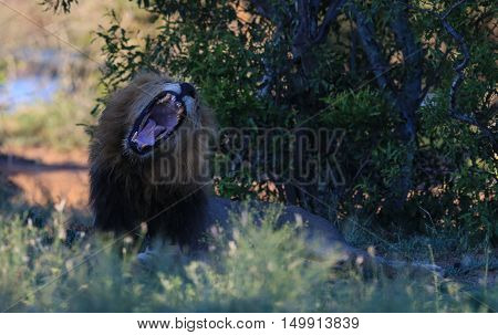 A male lion roars at The Kruger National Park South Africa