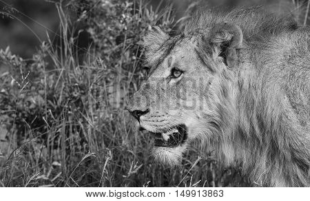 Young Lion on the prowl at The Kruger National Park South Africa
