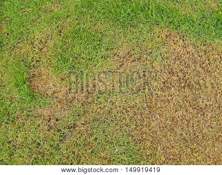 Green Grass And Dry Grass