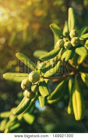 Oleaster shrub with olive like fruit common live fencing plant on Adriatic coast region
