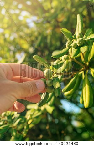 Farmer picking olive like fruit from oleaster shrub common live fencing plant on Adriatic coast region
