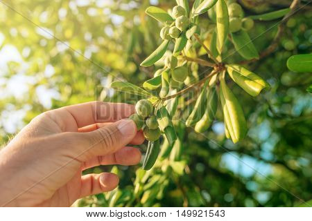 Farmer picking olive like fruit from oleaster shrub common live fencing plant on Adriatic coast region