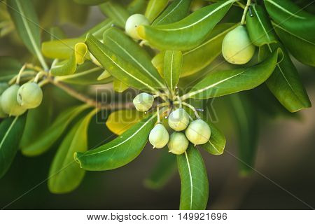 Oleaster shrub with olive like fruit common live fencing plant on Adriatic coast region