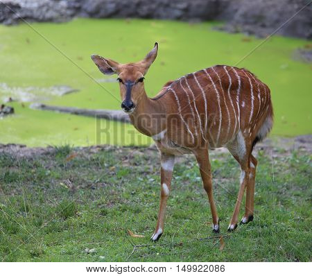 Young Mammal Nyala Grazing