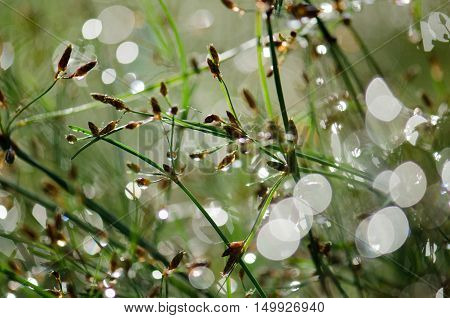Dew on the grass light blur light pipes and dripping water grass light bright golden backdrop.