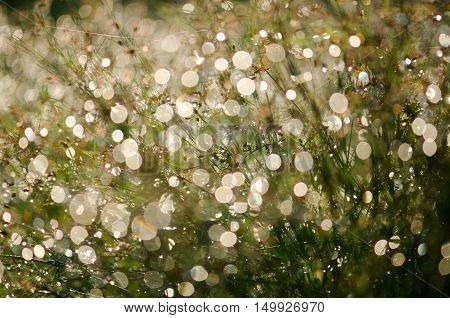 Dew on the grass light blur light pipes and dripping water grass light bright golden backdrop.