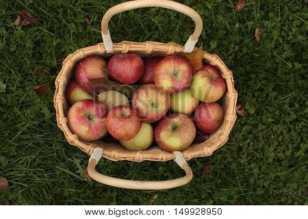 ripe red apples in basket on background of green grass