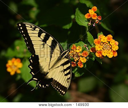 Butterflies0005