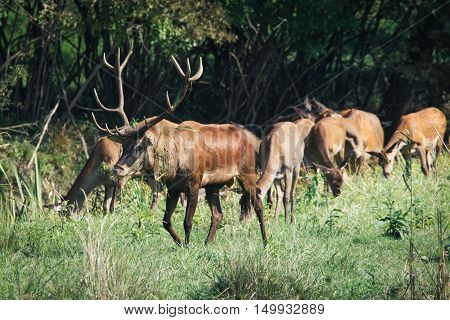 Red deer in mating season beautiful picture