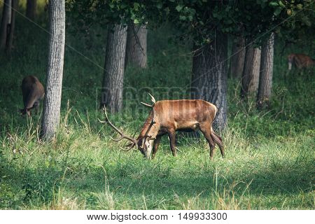 Red deer in mating season beautiful picture