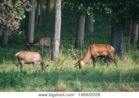 Red deer in mating season beautiful picture