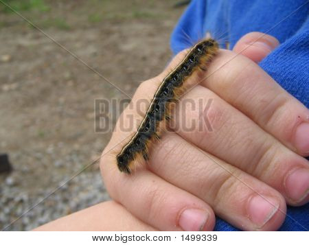 Caterpillar On Hand