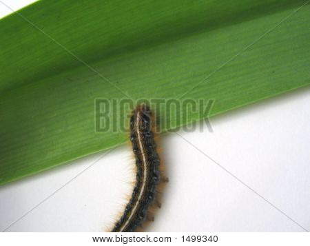 Caterpillar