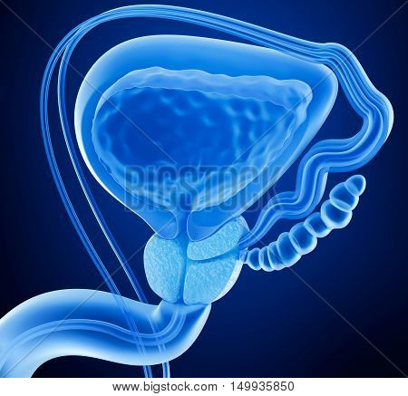 Prostate and male reproductive system x-ray view