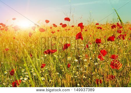 Red poppies on a rapeseed field on a background of beautiful sunrise.