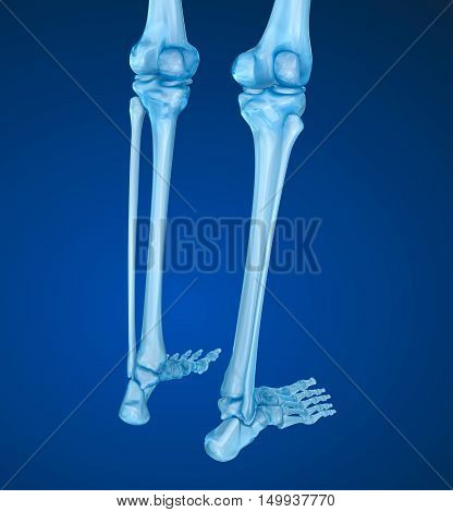 Human skeleton: Knee joint . Medically accurate 3D illustration