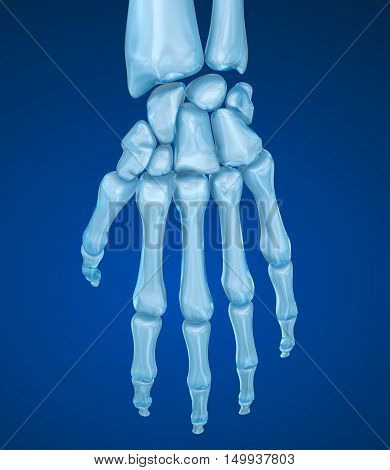Human wrist anatomy. Medically accurate 3D illustration
