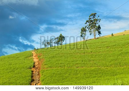 Hillside farmland crops dirt road over scenic landscape