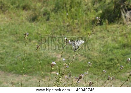 A black and white butterfly (Hesperiidae-Nymphalidae) sitting on a bush with some flowerspicture from Island Brac in Croatia.