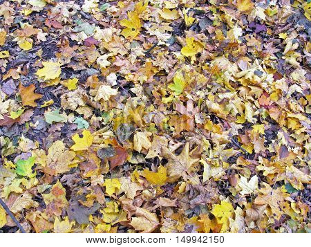 Autumn. Background of fallen leaves. Natural background.