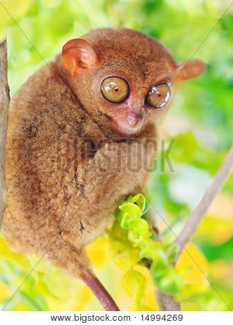 Phillipine Tarsier