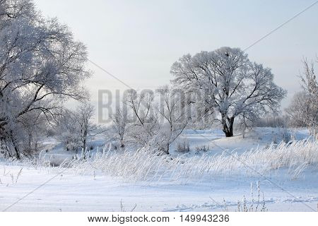 Winter Day