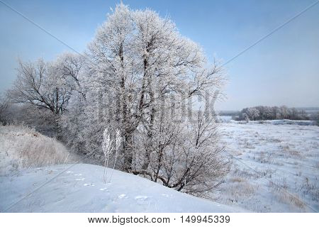 Winter Day