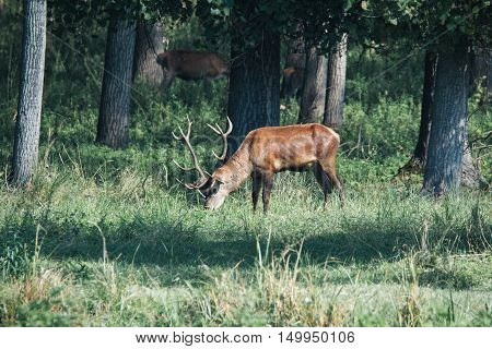 Red deer in mating season beautiful picture