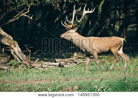 Red deer in mating season beautiful picture