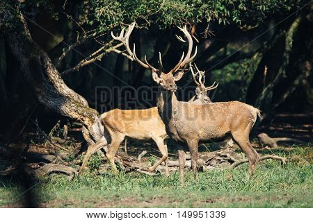 Red deer in mating season beautiful picture