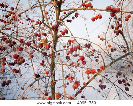 Rowan