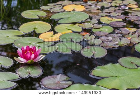 Red water lilly in a small pound. Background