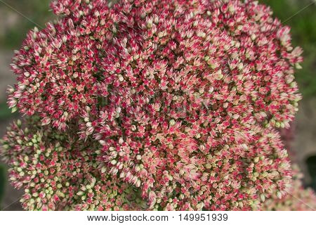 Decorative flover in the garden. Color ripples. Background