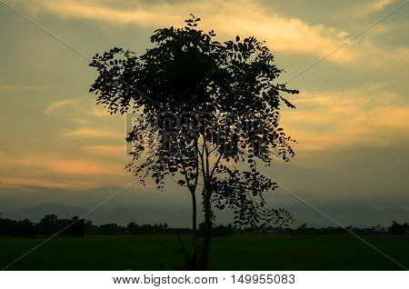 evening Tree sky orange sunset Meadow outdoors
