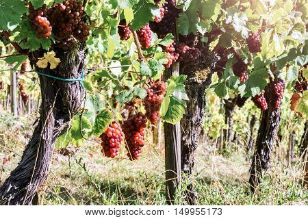 Landscape with autumn vineyards and organic grape on vine branches. Wine making concept