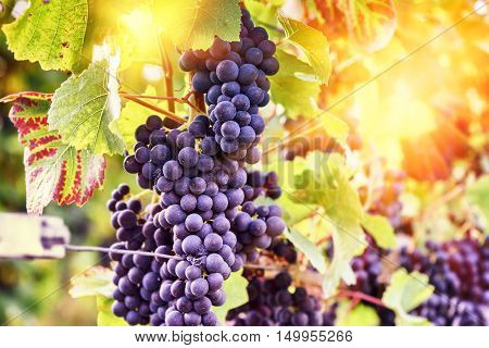 Autumn vineyards and organic grape on vine branches. Wine making concept